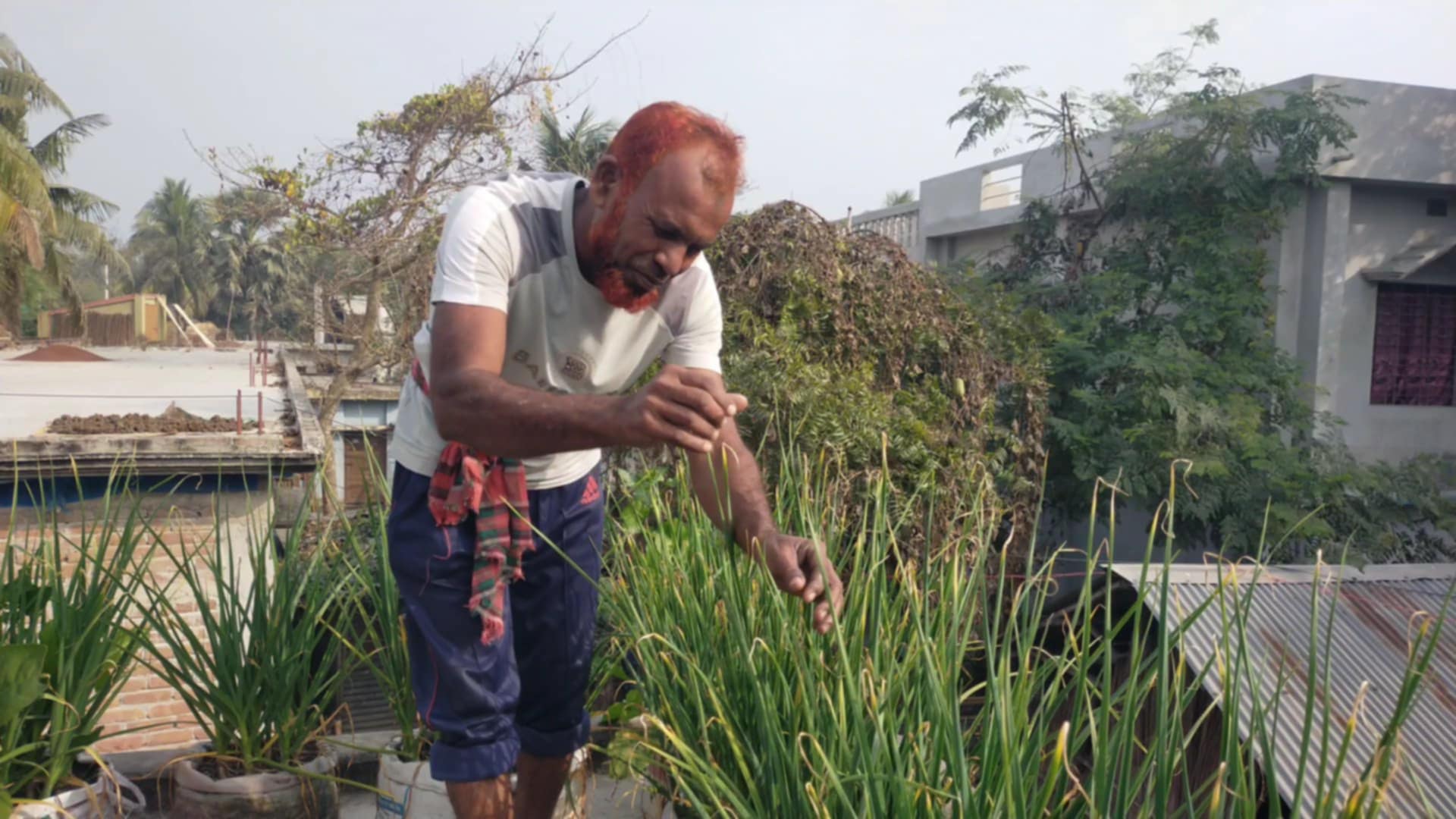 গাংনীতে পরীক্ষামূলক ভাবে বস্তায় রসুন চাষ